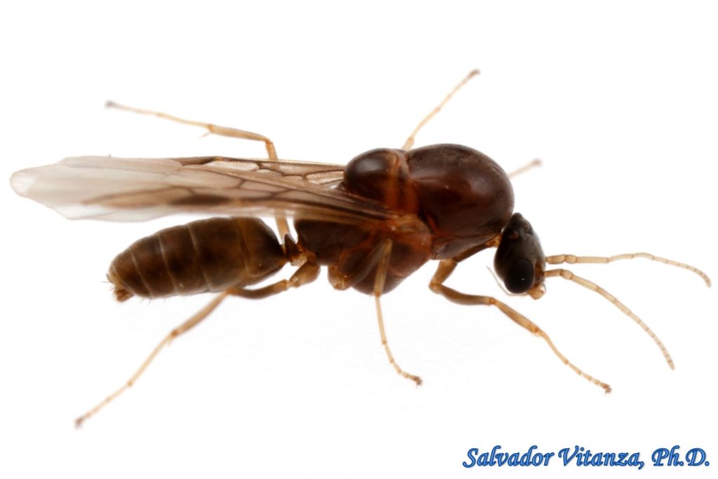 Hymenoptera-Formicidae-Linepithema Humile-Argentine Ant MALE (B ...