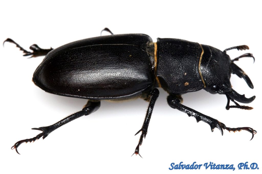 Coleoptera-Lucanidae-Lucanus mazama-Cottonwood Stag Beetle MALE (D ...