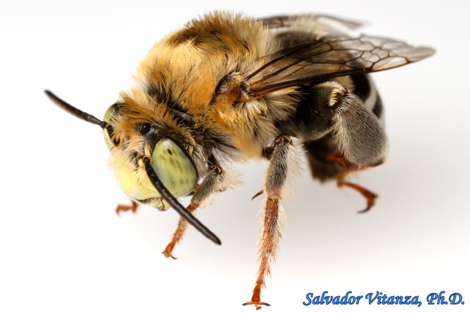 Hymenoptera-Apidae-Anthophora californica-California Digger (C) - Urban ...