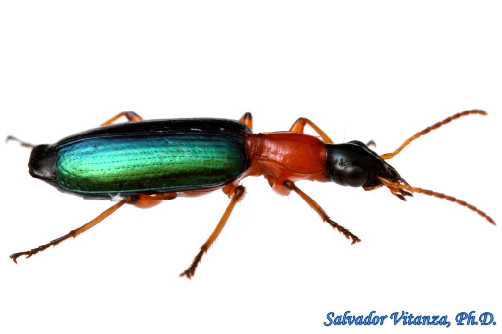 Coleoptera-Carabidae-Calleida-Ground Beetles (E) - Urban Programs - El ...