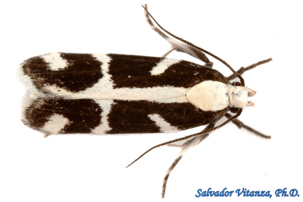 Lepidoptera- Gelechiidae-Epilechia Catalinella-Twirler Moths (B ...