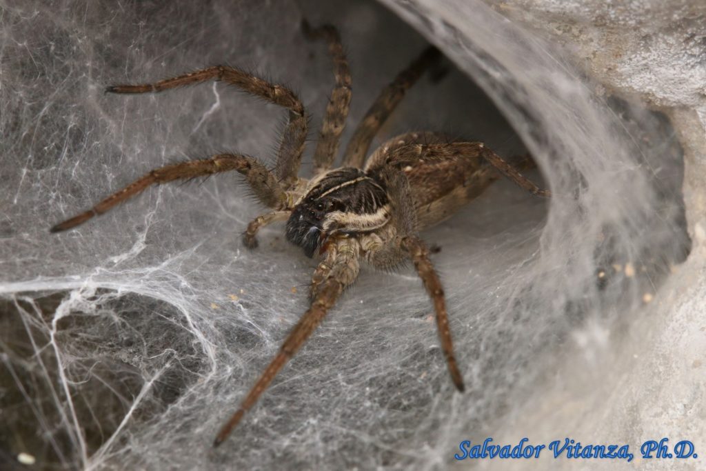 Class ArachnidaAraneaeLycosidaeSosippus californicusFunnel Web Wolf