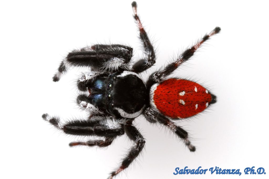 Class Arachnida-Araneae-Salticidae-Phidippus Carneus (montivagus Form ...