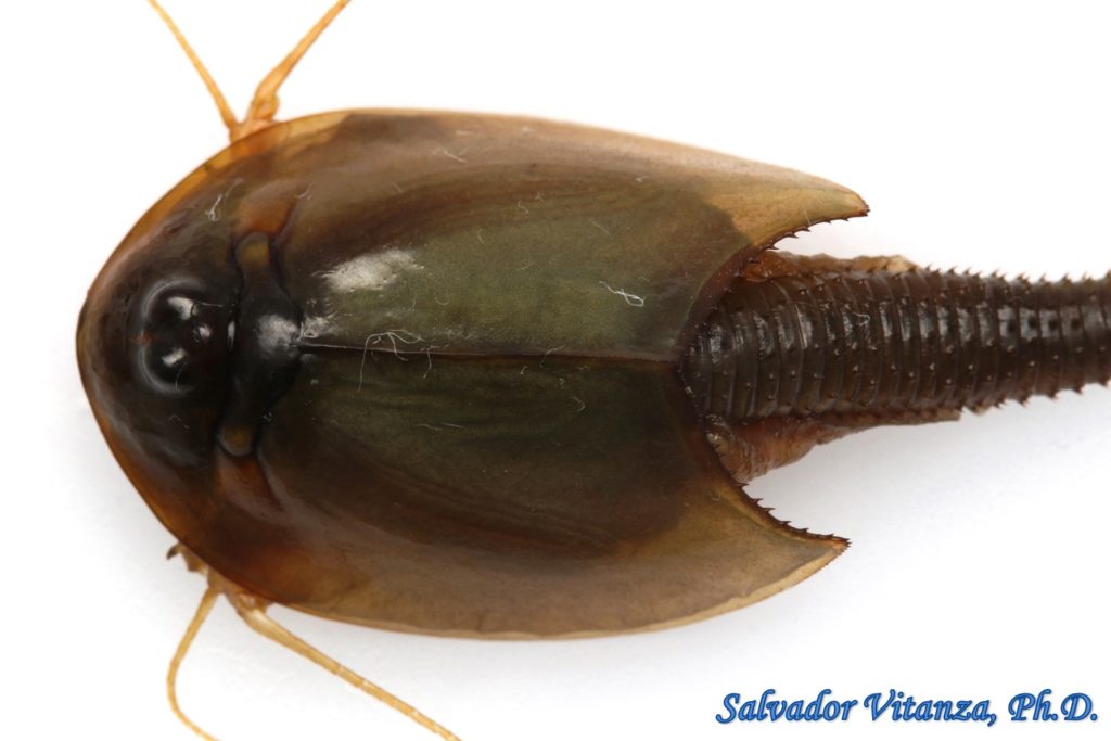 Class Branchiopoda-Notostraca-Triopsidae-Triops longicaudatus-Tadpole ...