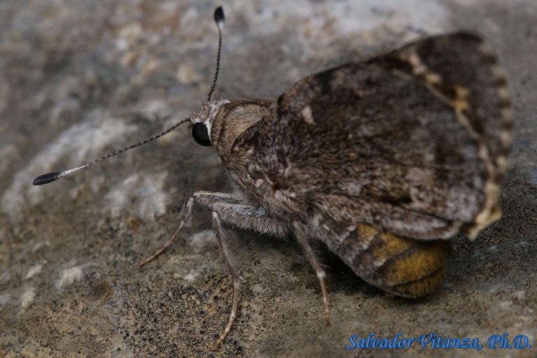 Lepidoptera-Hesperiidae-Agathymus aryxna-Arizona Giant Skipper (B ...