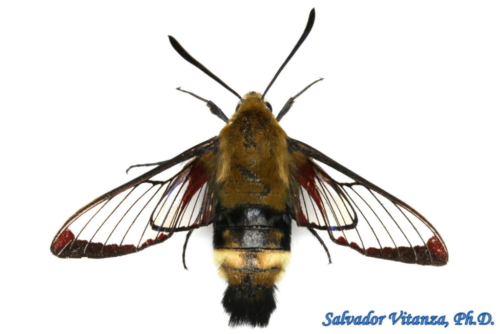 Lepidoptera-Sphingidae-Hemaris-Sphinx Moths (A) - Urban Programs - El ...