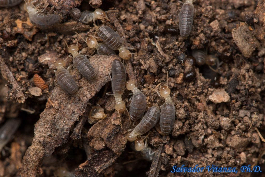 Blattodea-Termitidae-Anoplotermes-Soldierless Termites (B) - Urban ...