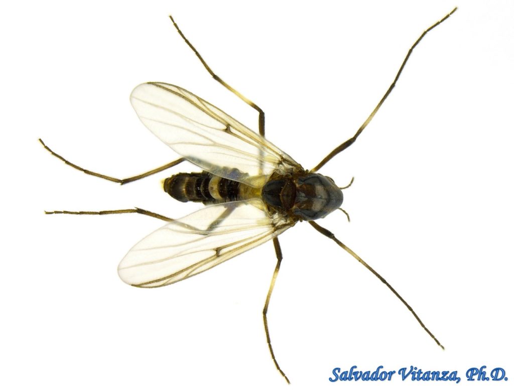 Diptera-Chironomidae-Cricotopus-Midges (A) - Urban Programs - El Paso ...