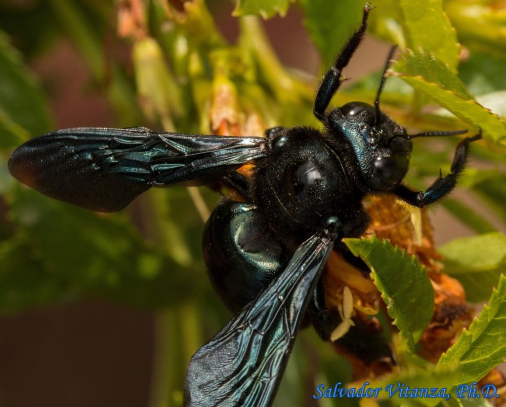 Hymenoptera-Apidae-Xylocopa californica arizonensis-Arizona Carpenter ...