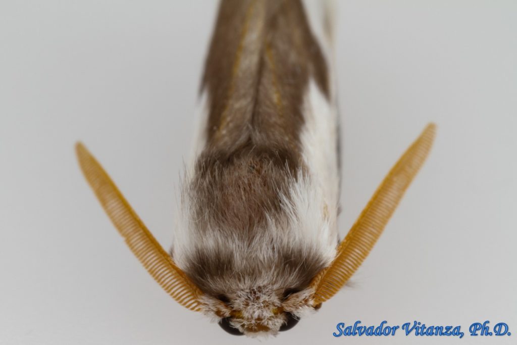 Lepidoptera-Megalopygidae-Norape tenera-Mesquite Stinger Moth MALE (C ...