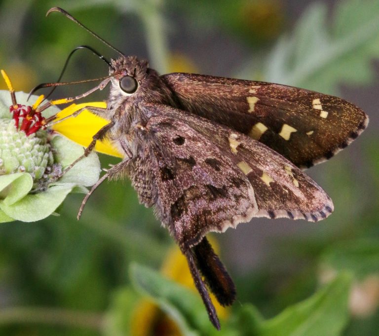 Lepidoptera-Hesperiidae-Urbanus dorantes-Dorantes Longtail - Urban ...