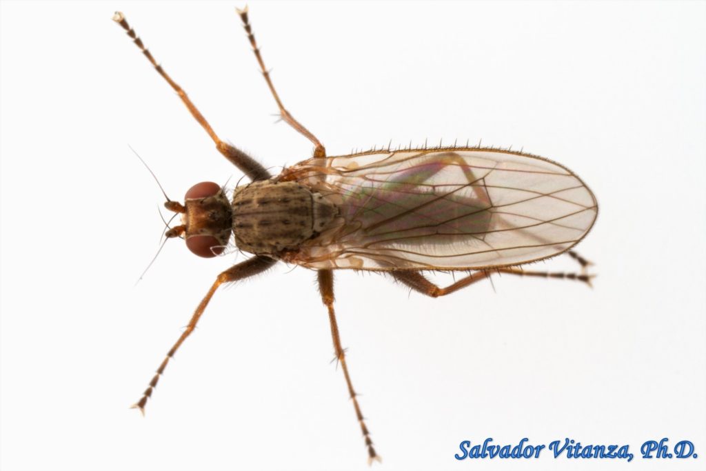 Diptera-Heleomyzidae-Pseudoleria-Sun Flies (E) - Urban Programs - El ...