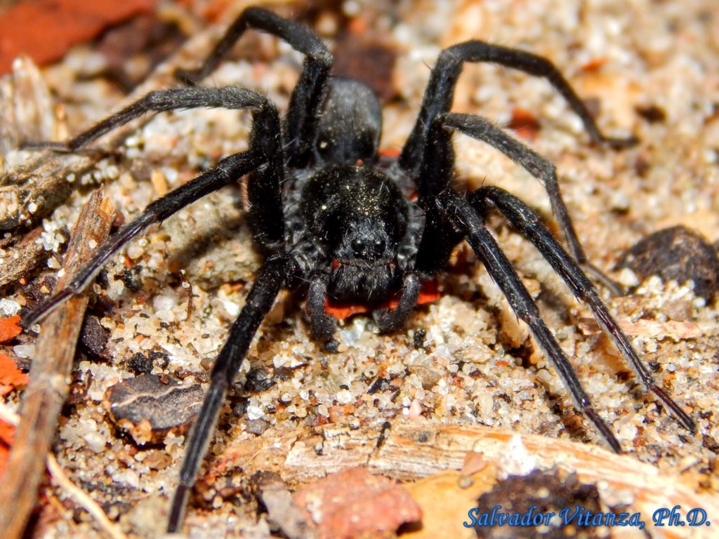 Class Arachnida Araneae Lycosidae Geolycosa Rafaelana Burrowing Wolf Spiders C Urban