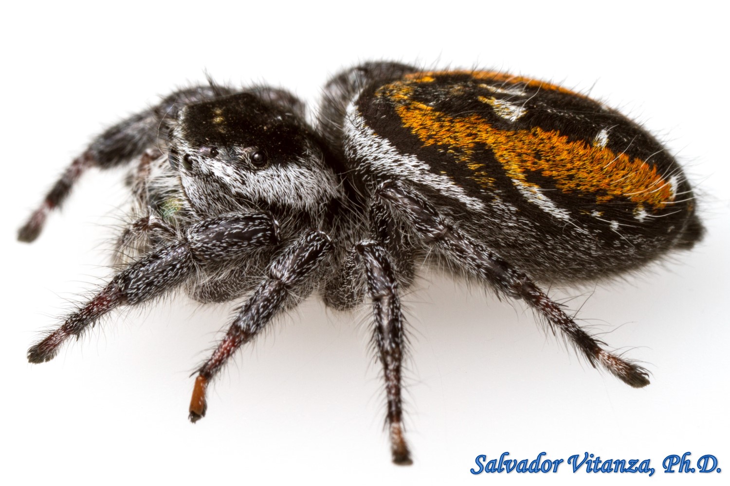 Class Arachnida-Araneae-Salticidae-Phidippus Carneus-Jumping Spiders ...