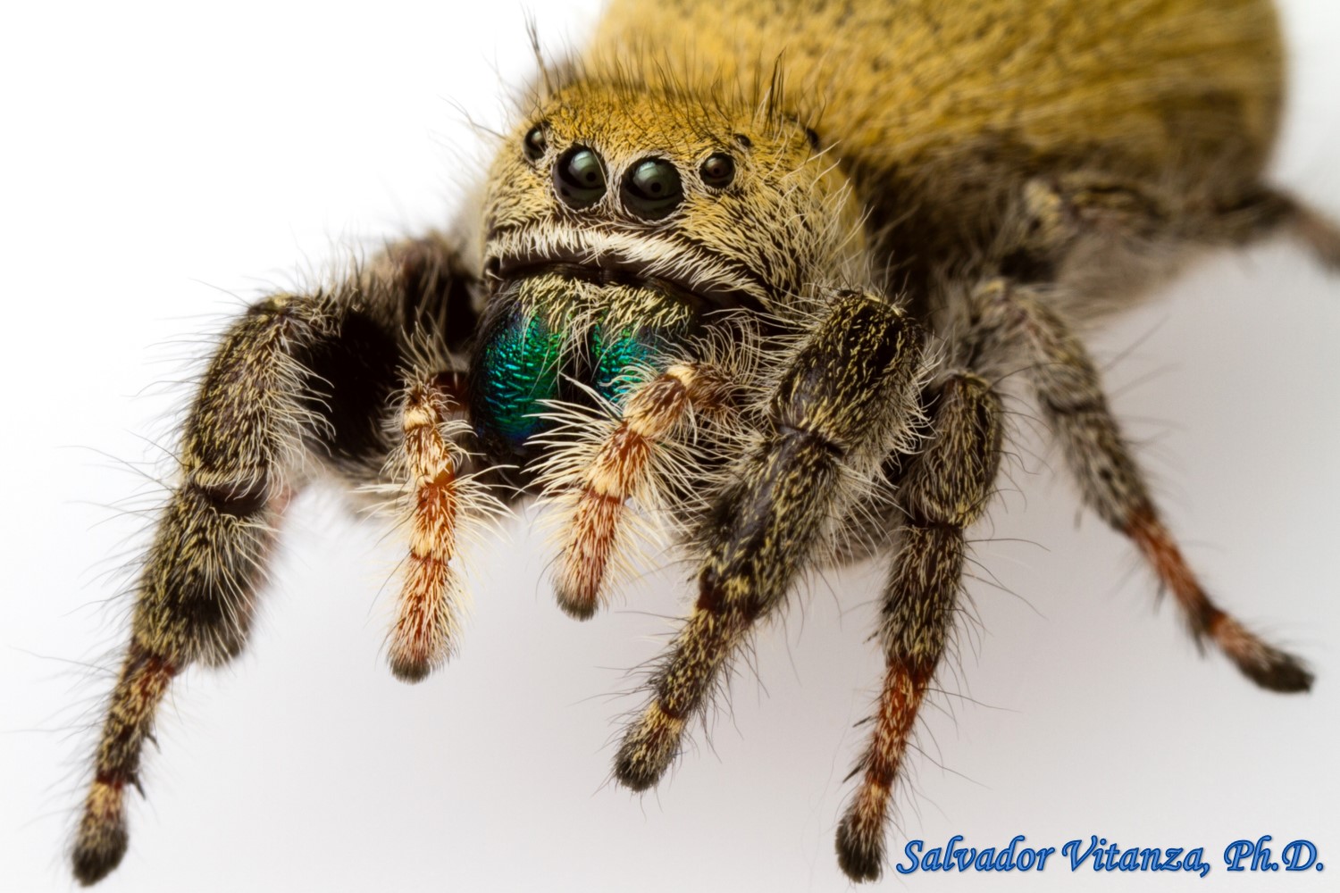 Dinner and a Show: Peacock Jumping Spider