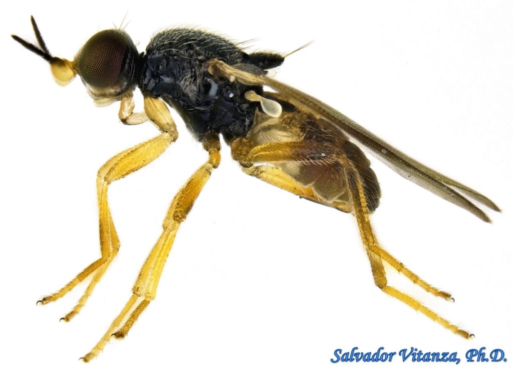 Diptera-Chloropidae-Elachiptera-Frit Flies (C) - Urban Programs - El ...