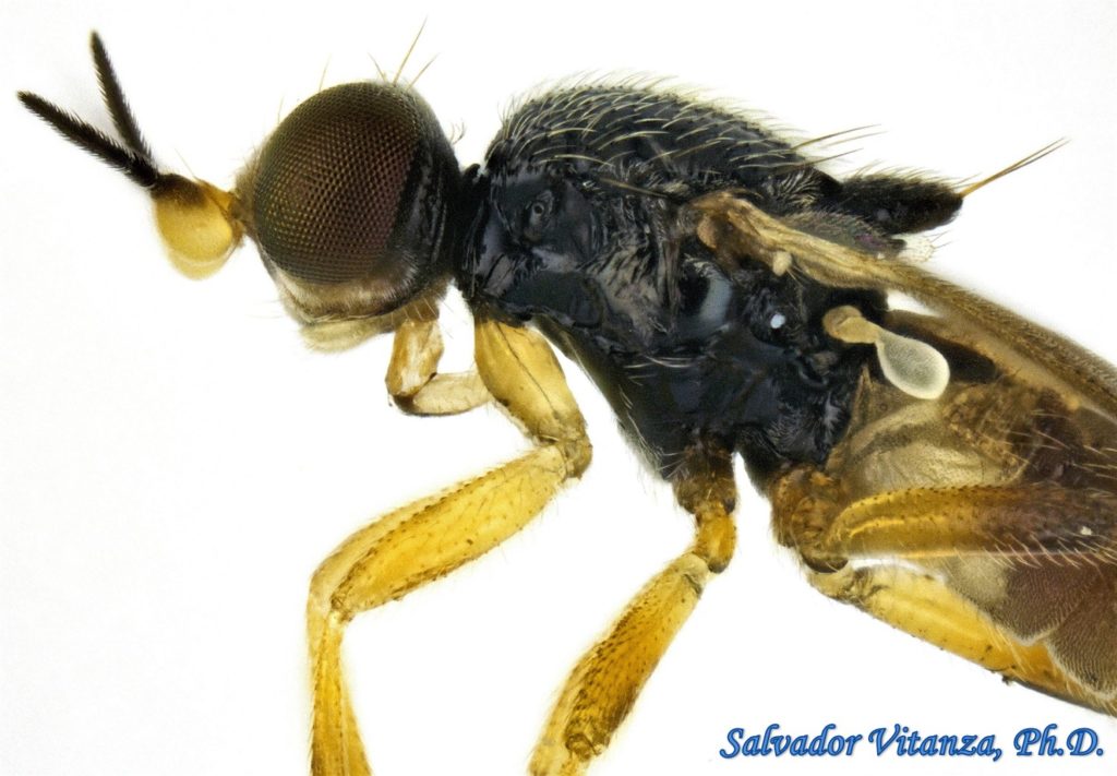 Chloropidae-Elachiptera-Frit Flies (D) - Urban Programs - El Paso County