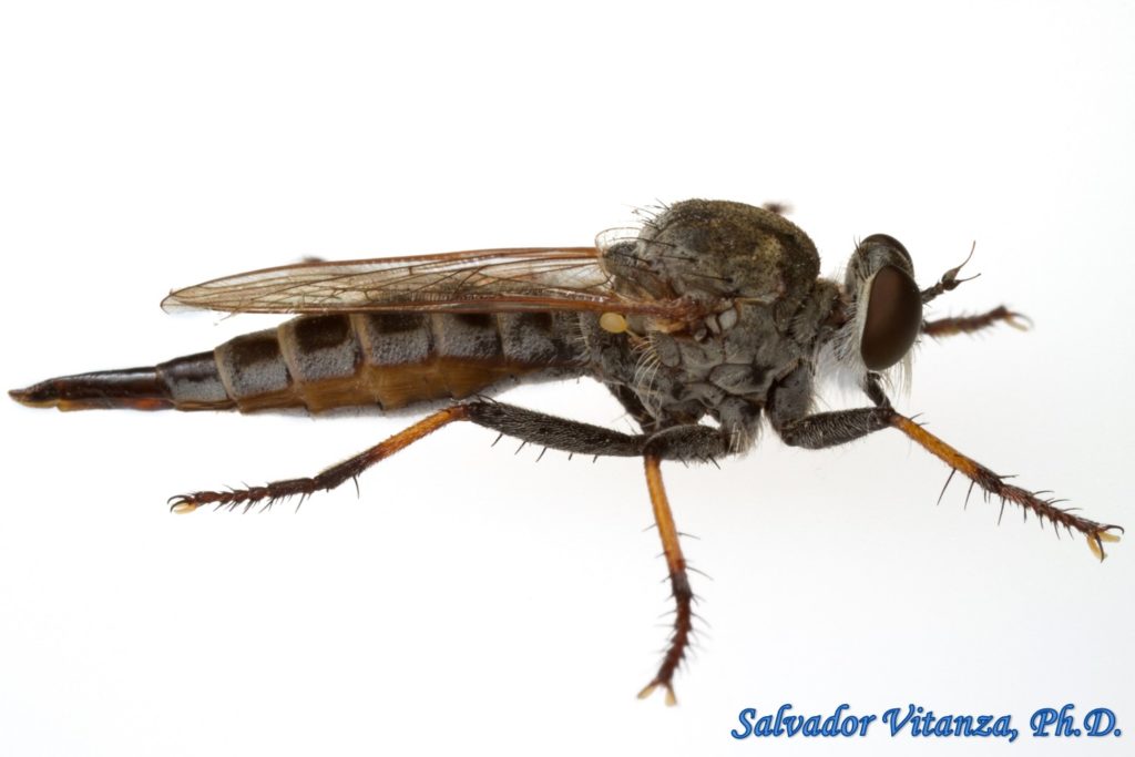 Diptera Asilidae Efferia Robber Flies Female B Urban Programs El Paso County