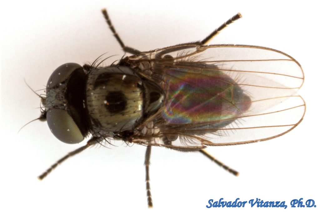 Diptera-Milichiidae-Milichiella-Freeloader Flies (D) - Urban Programs ...