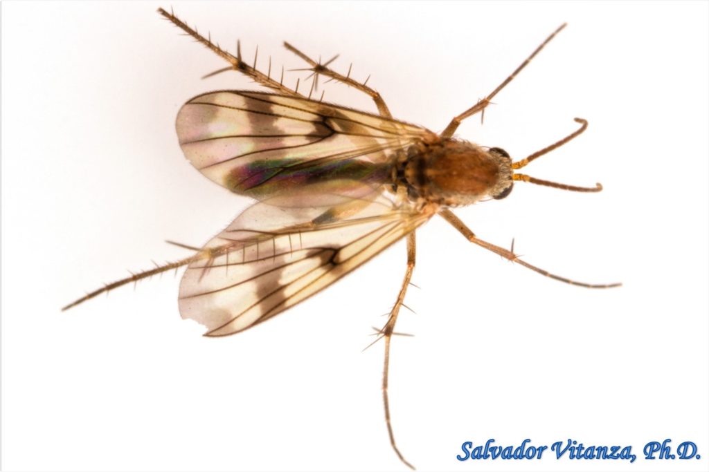 Diptera-Mycetophilidae-Tribe Mycetophilini-Fungus Gnats (B) - Urban ...