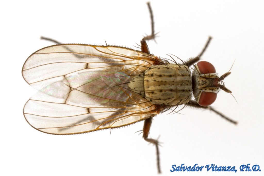 Diptera-Anthomyiidae-Anthomyia-Root Maggot Flies FEMALE (A) - Urban ...