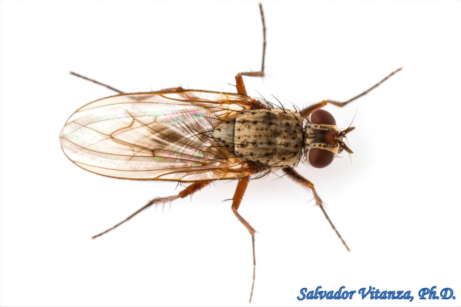 Diptera-Anthomyiidae-Eutrichota nigrifemur-Root Maggot Flies (A