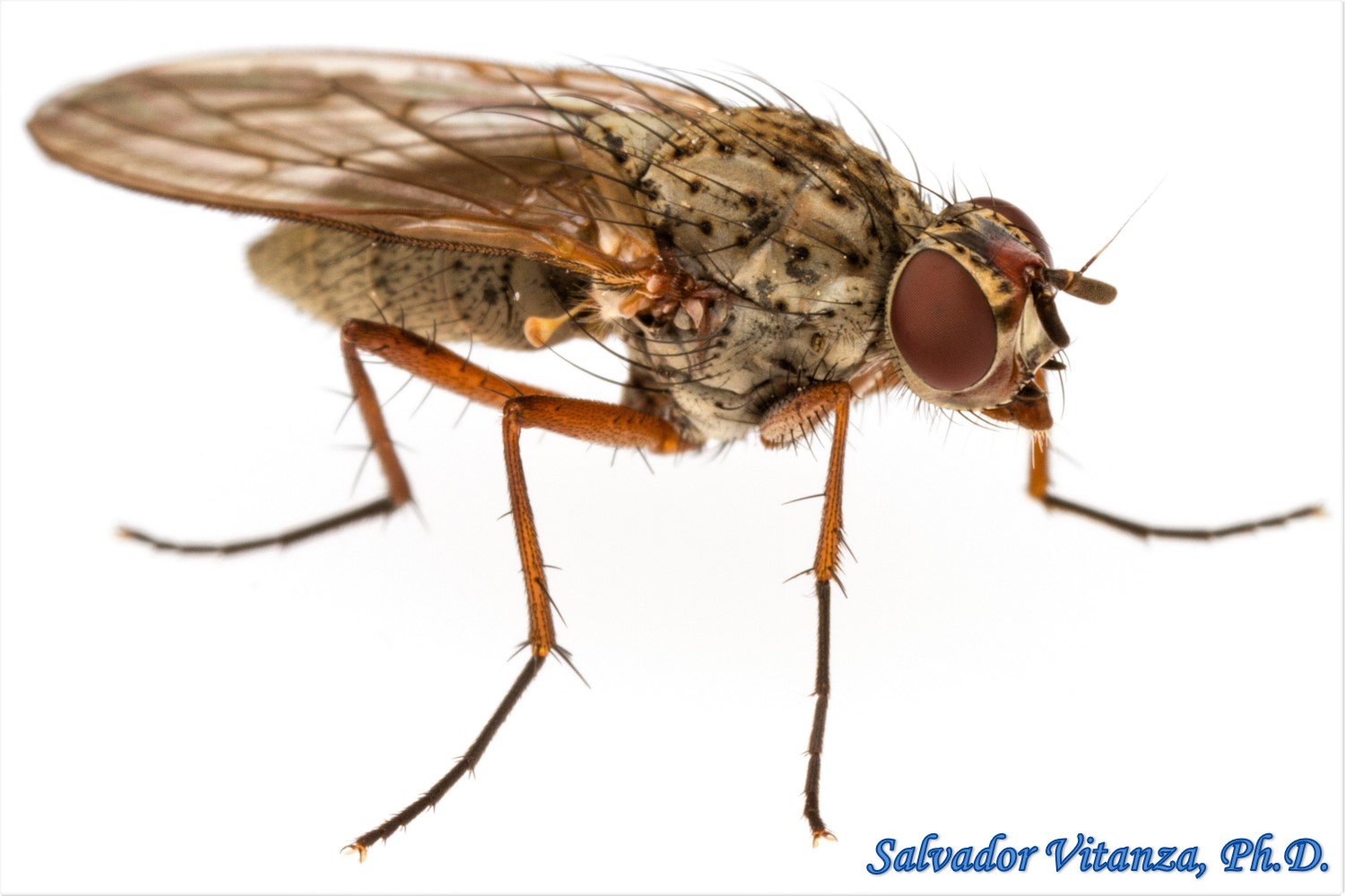 Diptera-Anthomyiidae-Eutrichota nigrifemur-Root Maggot Flies (B) - Urban  Programs - El Paso County
