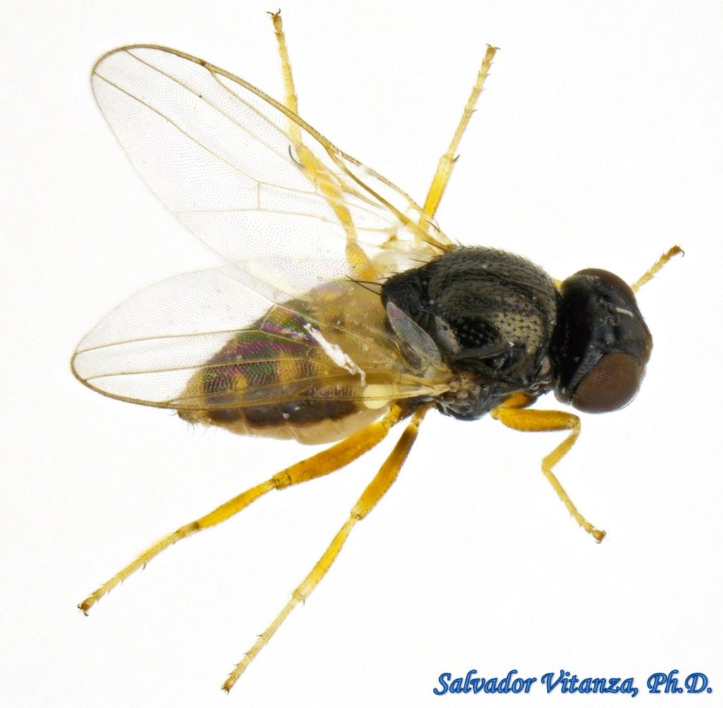 Diptera-Chloropidae-Liohippelates-Eye Gnats FEMALE (A) - Urban Programs ...