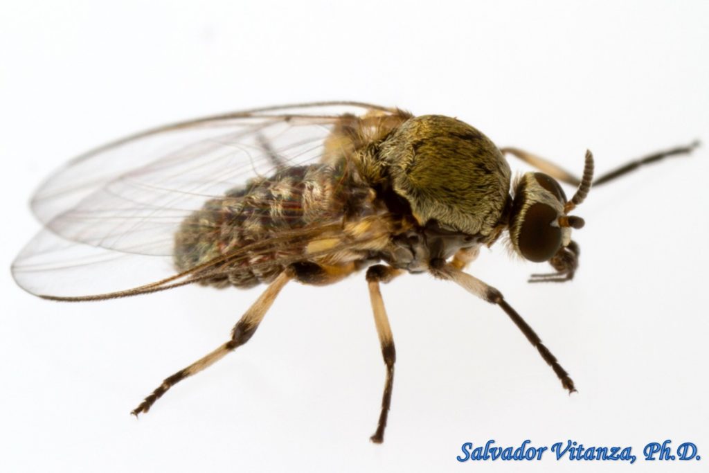 Diptera-Simuliidae-Simulium donovani-Black Flies FEMALE (A) - Urban ...