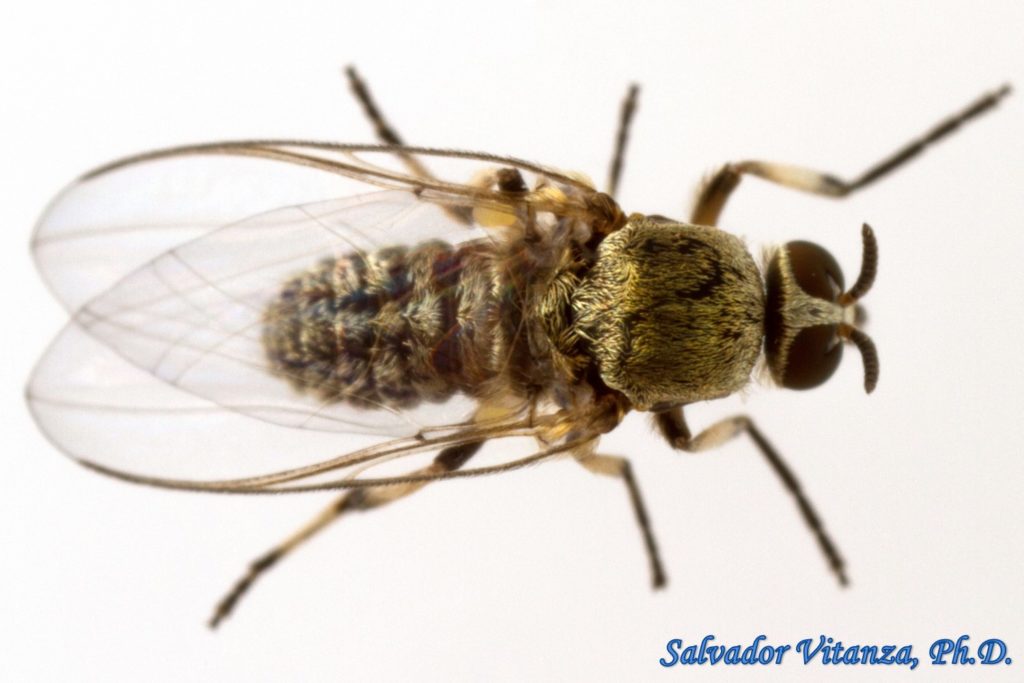 Diptera-Simuliidae-Simulium donovani-Black Flies FEMALE (B) - Urban ...