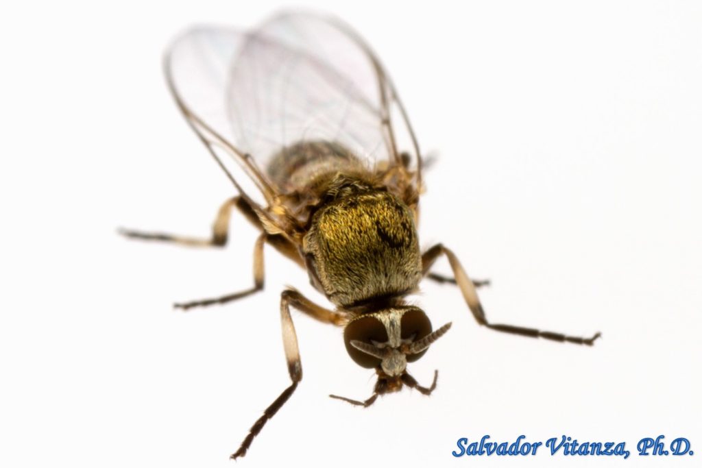 Diptera-Simuliidae-Simulium donovani-Black Flies FEMALE (C) - Urban ...