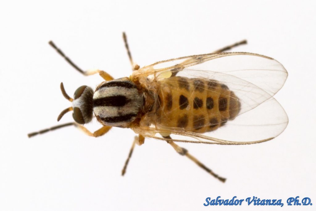 Diptera-Simuliidae-Simulium Longithallum-Black Flies FEMALE (A) - Urban ...