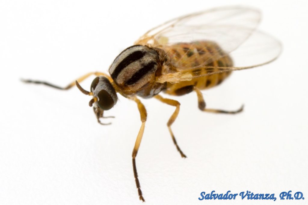 Diptera-Simuliidae-Simulium longithallum-Black Flies FEMALE (C) - Urban ...