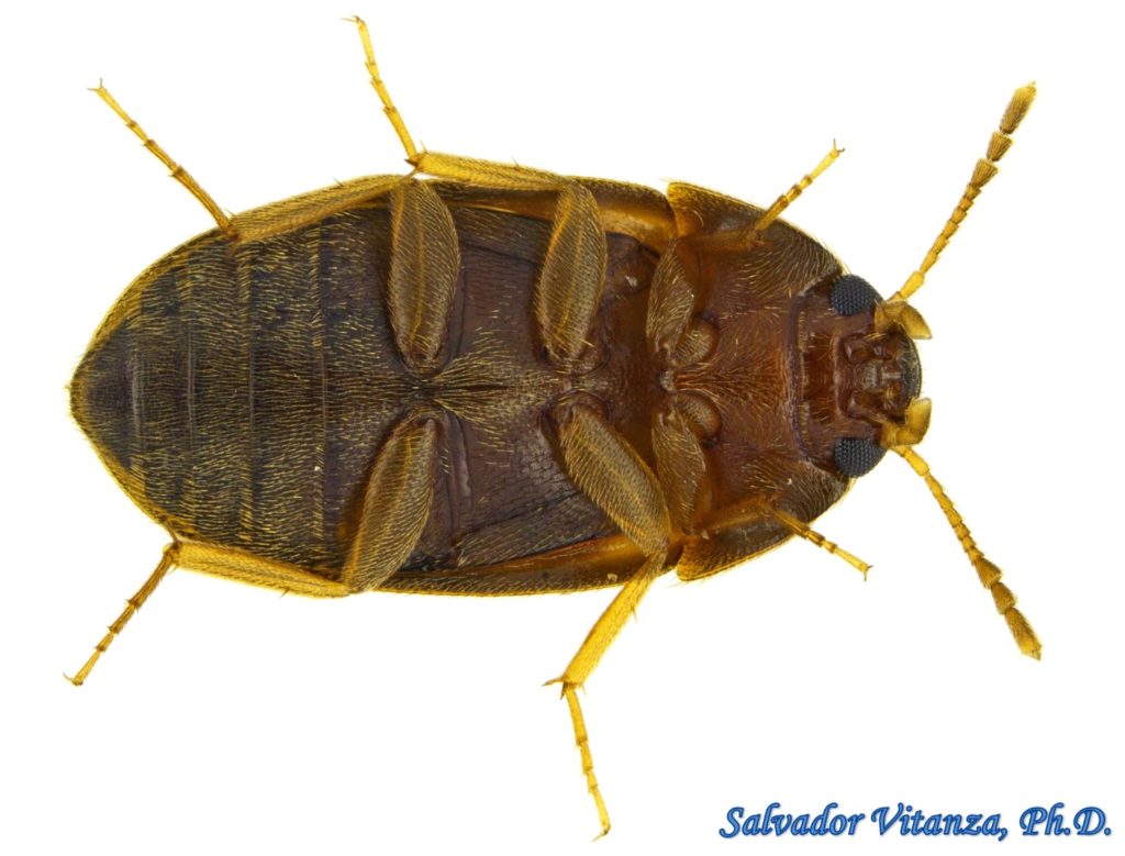 Coleoptera Mycetophagidae Litargus balteatus Stored Grain Fungus Beetle
