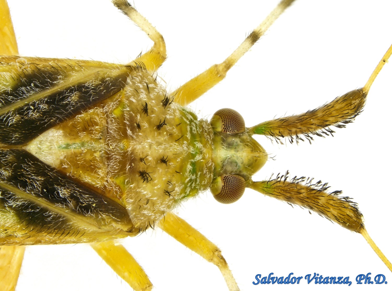 Hemiptera-Heteroptera-Miridae-Neurocolpus-Plant Bugs FEMALE (B) - Urban ...