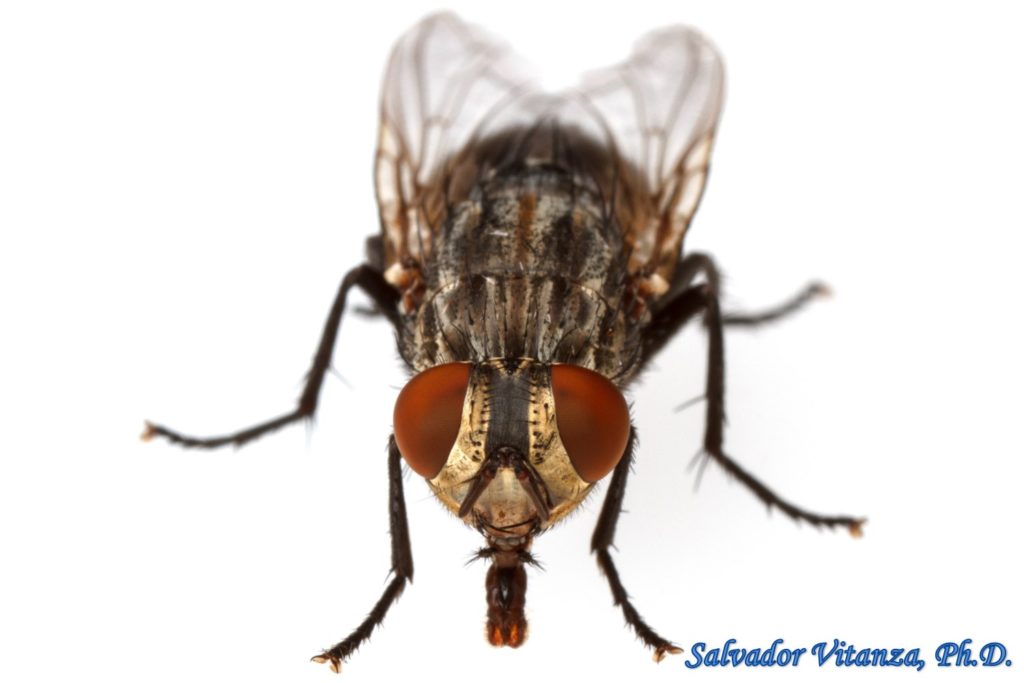 Diptera-Sarcophagidae-Subfamily Sarcophaginae-Flesh Flies (S) - Urban ...