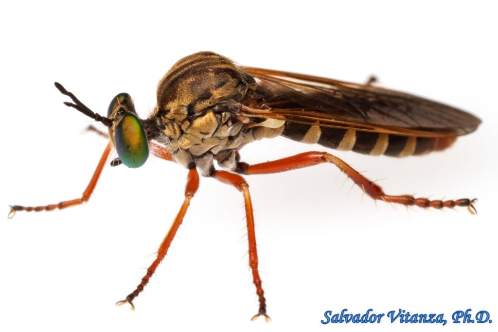 Diptera-Asilidae-Taracticus Ruficaudus-Robber Flies FEMALE (B) - Urban ...