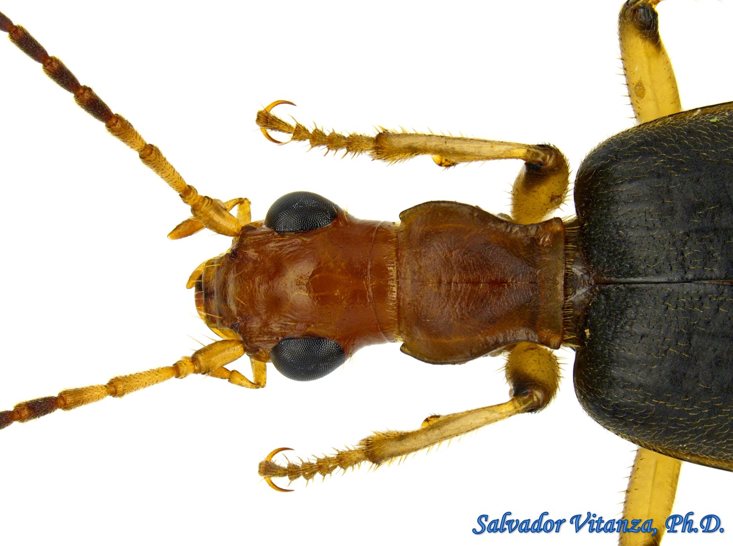 bombardier beetle grounded