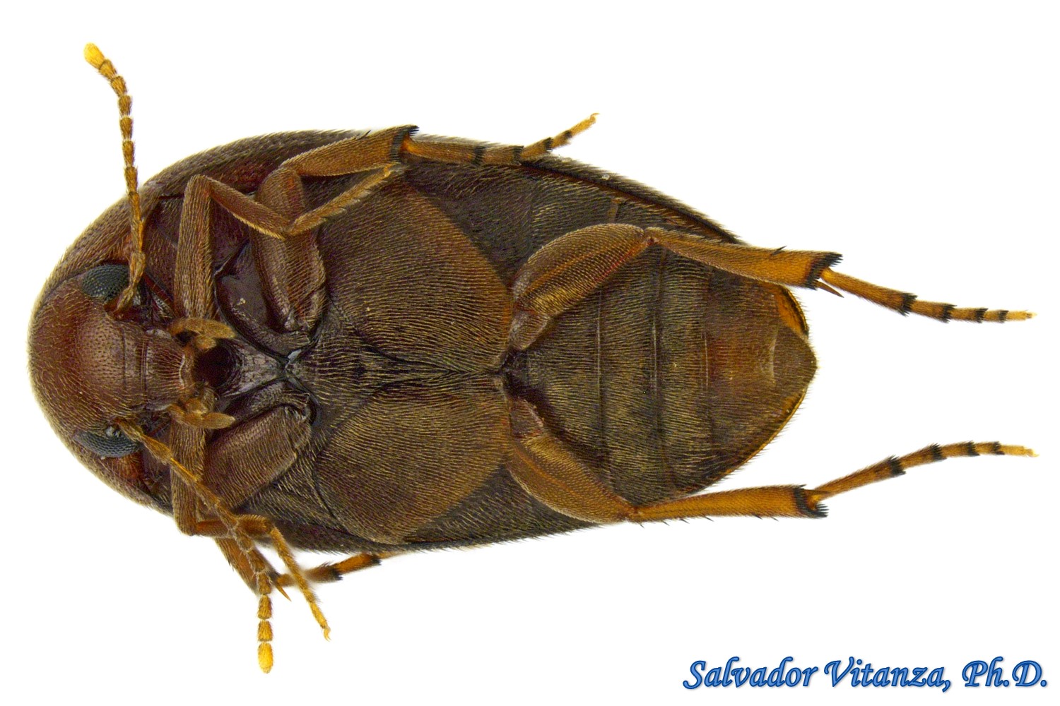 Coleoptera-Eucinetidae-Eucinetus-Plate thigh Beetles (E) - Urban ...