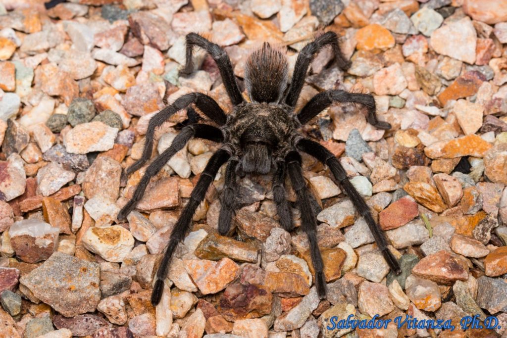 Class Arachnida-Araneae-Theraphosidae-Aphonopelma vorhiesi-Tarantulas ...