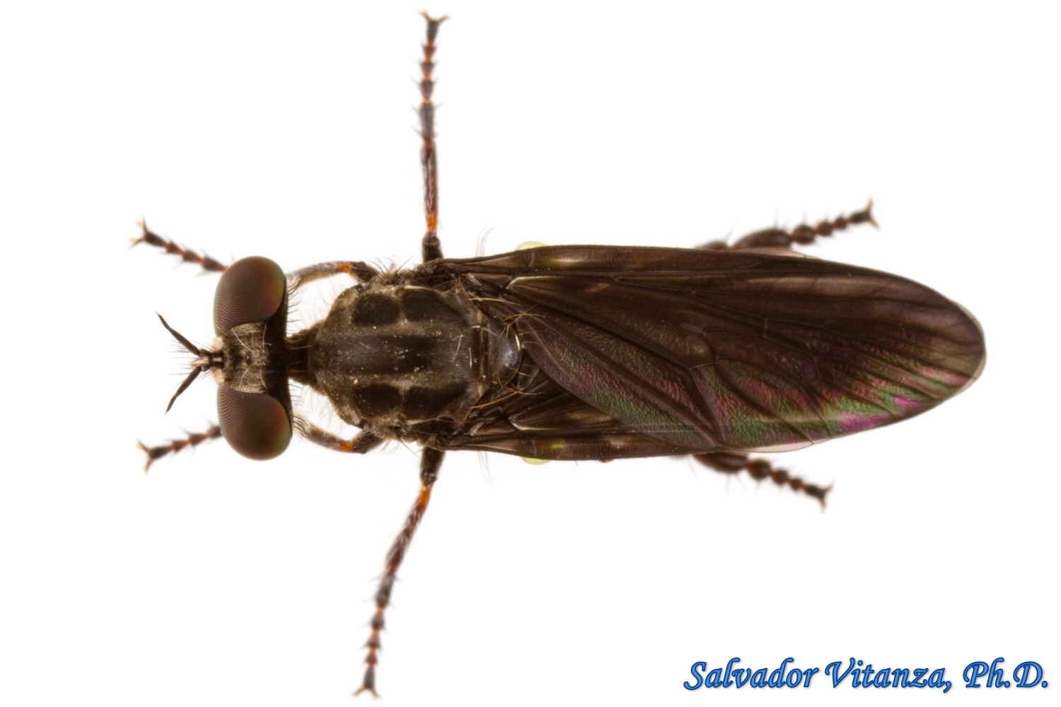 Diptera Asilidae Holopogon Mica Robber Flies Female A Urban Programs El Paso County