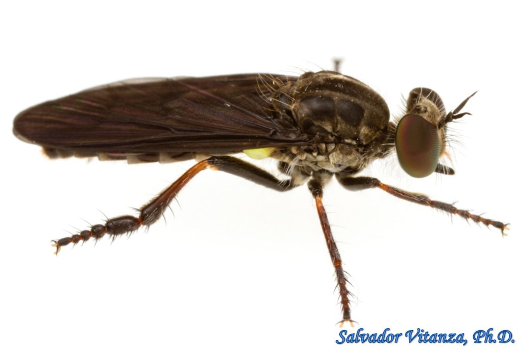 Diptera-Asilidae-Holopogon Mica-Robber Flies FEMALE (B) - Urban ...