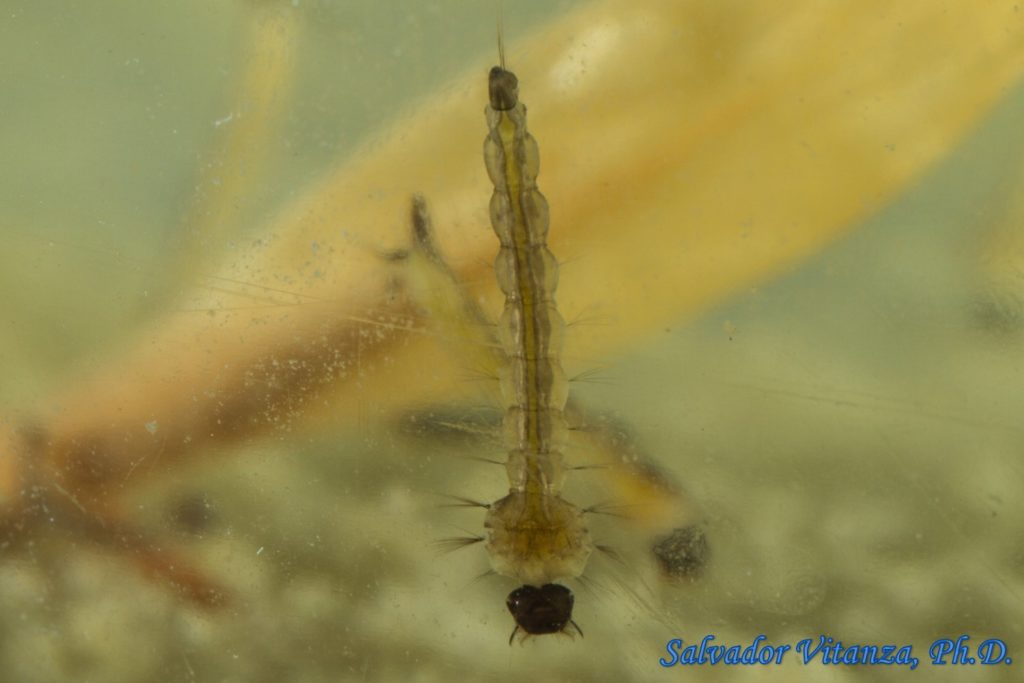 natural swimming pool mosquitoes