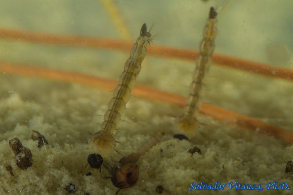 Diptera-Culicidae-Aedes epactius-Western Rock Pool Mosquito LARVA (B ...