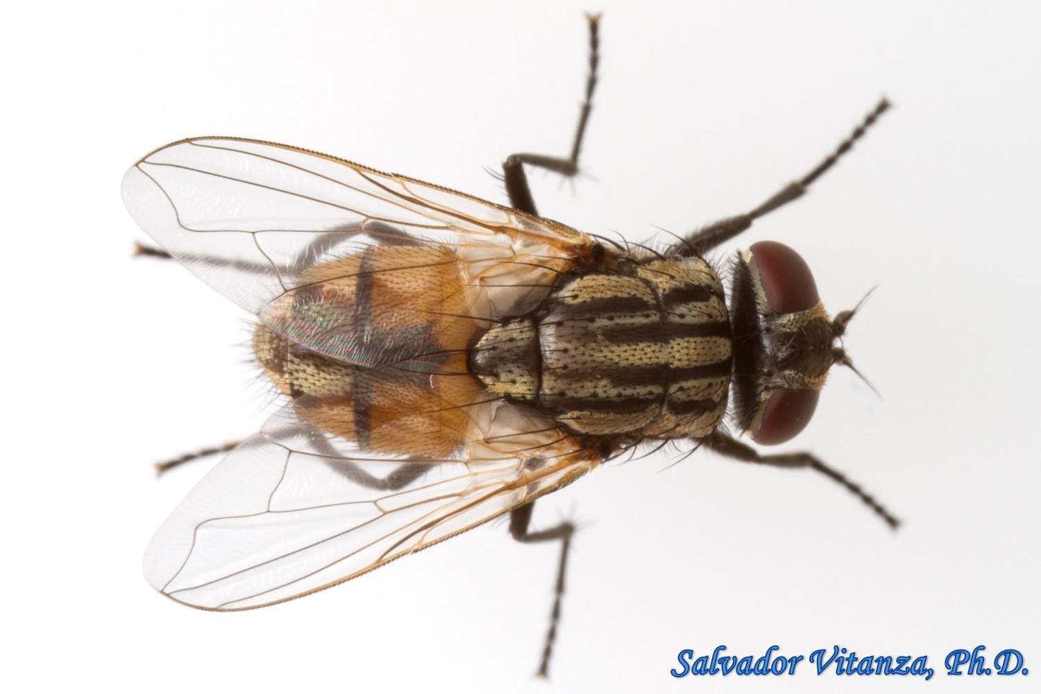 Diptera-Muscidae-Musca domestica-House Fly-FEMALE (I) - Urban Programs - El  Paso County