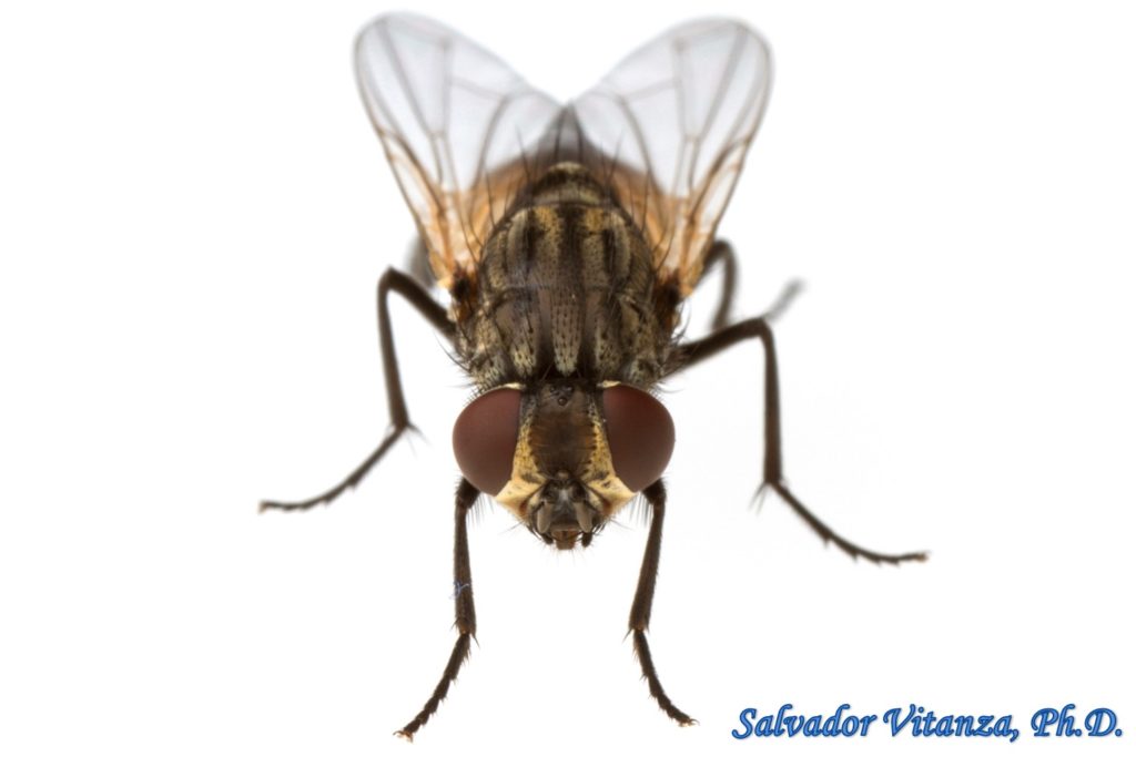 Diptera-Muscidae-Musca domestica-House Fly-FEMALE (K) - Urban Programs ...