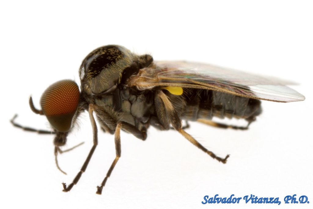 Diptera-Simuliidae-Simulium-Black Flies MALE (C) - Urban Programs - El ...