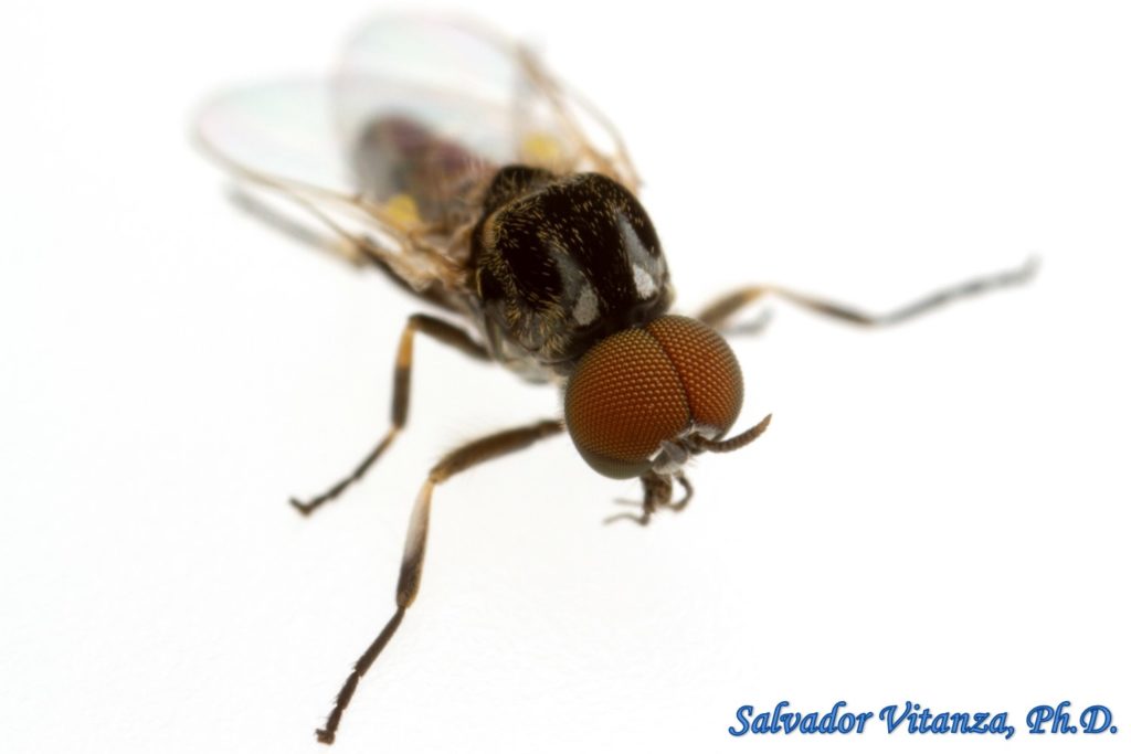 Diptera-Simuliidae-Simulium-Black Flies MALE (E) - Urban Programs - El ...