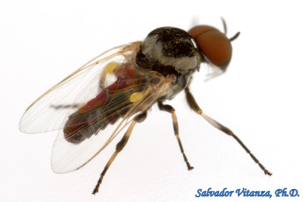 Diptera-Simuliidae-Simulium-Black Flies MALE (G) - Urban Programs - El ...