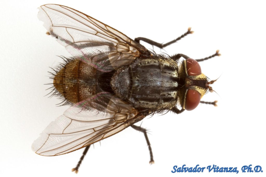 Diptera-Tachinidae-Exoristinae-Parasitic Flies MALE (F) - Urban ...